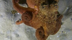 Octopus pallidus