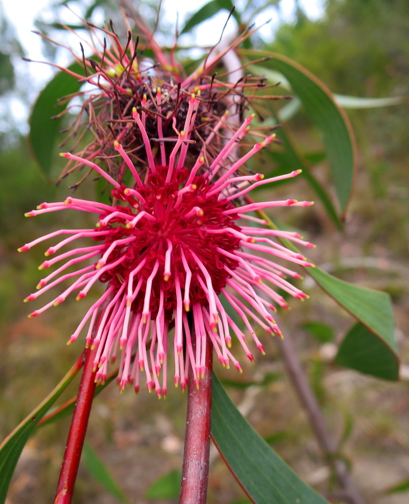 Hakea laurina, Lange Berg, Outeniquas, South Cape DC, South Africa