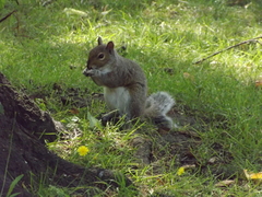 Sciurus carolinensis