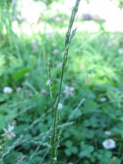Glyceria declinata