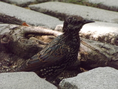 Sturnus vulgaris