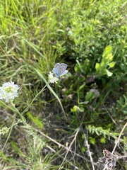 Plebejus samuelis