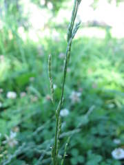 Glyceria declinata
