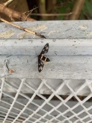 Syntomoides imaon