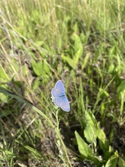 Plebejus samuelis