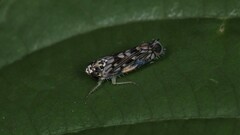 Scaphoideus obtusus