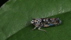 Scaphoideus obtusus