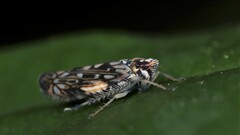 Scaphoideus obtusus