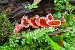 Microstoma floccosum