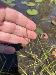 Schoenoplectus subterminalis