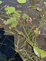 Schoenoplectus subterminalis