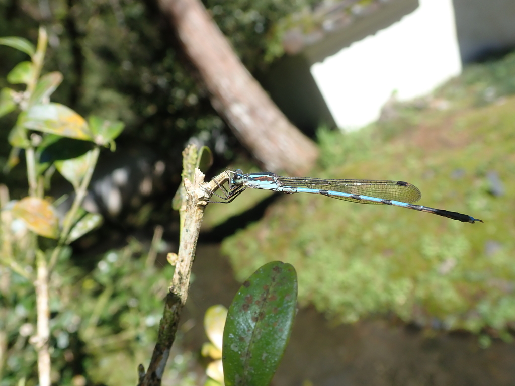 Indolestes cyaneus