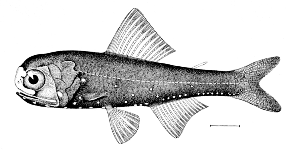 Spothead Lantern Fish
