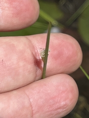 Schoenoplectus subterminalis