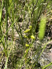 Scheuchzeria palustris