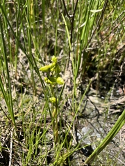 Scheuchzeria palustris