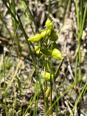 Scheuchzeria palustris