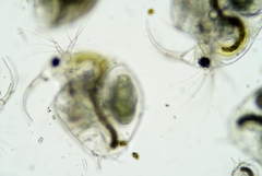 Bosmina longirostris