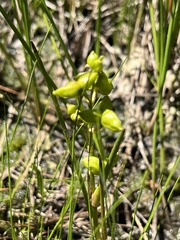 Scheuchzeria palustris