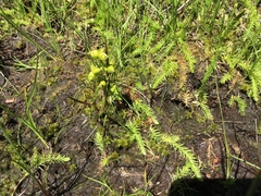 Scheuchzeria palustris