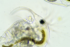 Bosmina longirostris