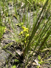 Scheuchzeria palustris