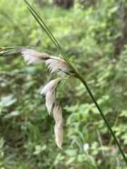 Eriophorum viridicarinatum