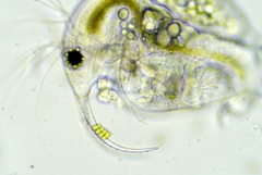 Bosmina longirostris