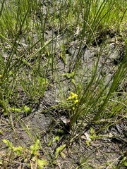 Scheuchzeria palustris