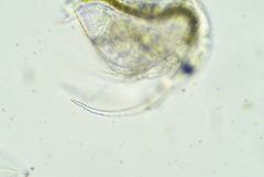 Bosmina longirostris