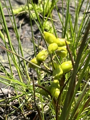 Scheuchzeria palustris