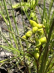 Scheuchzeria palustris