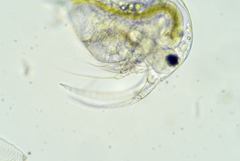 Bosmina longirostris