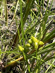 Scheuchzeria palustris