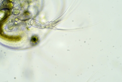 Bosmina longirostris