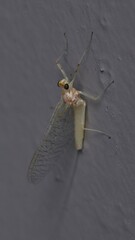 Maccaffertium terminatum