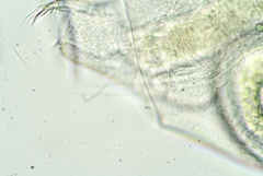 Bosmina longirostris