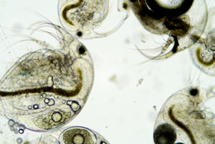 Bosmina longirostris