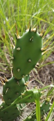 Opuntia drummondii