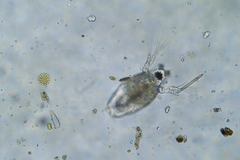 Bosmina longirostris