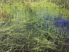 Schoenoplectus subterminalis