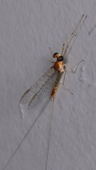 Maccaffertium terminatum