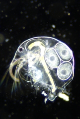 Bosmina longirostris