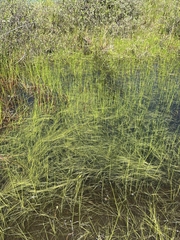 Schoenoplectus subterminalis