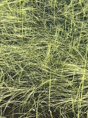 Schoenoplectus subterminalis