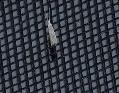 Plutella porrectella