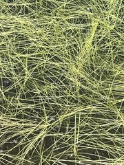 Schoenoplectus subterminalis