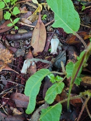 Monotropastrum humile