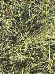 Schoenoplectus subterminalis