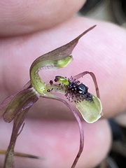 Chiloglottis seminuda